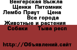 Венгерская Выжла. Щенки. Питомник Лембо Праут. › Цена ­ 35 000 - Все города Животные и растения » Собаки   . Тыва респ.